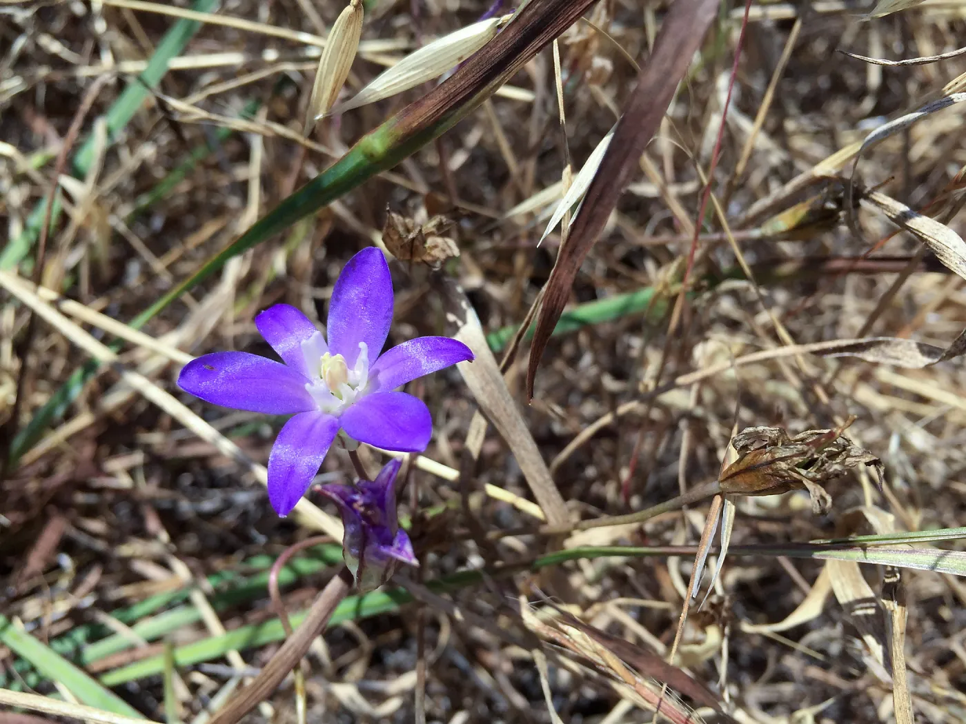 Santa Cruz Island Trip, Chaparral clusterlily (Brodiaea jolonensis)
