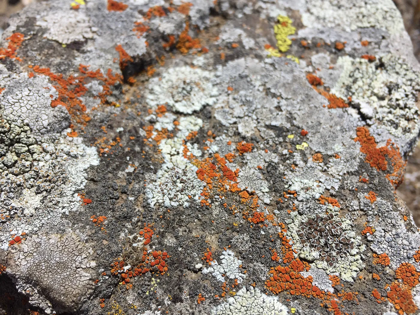 Santa Cruz Island Trip, lichen on a rock