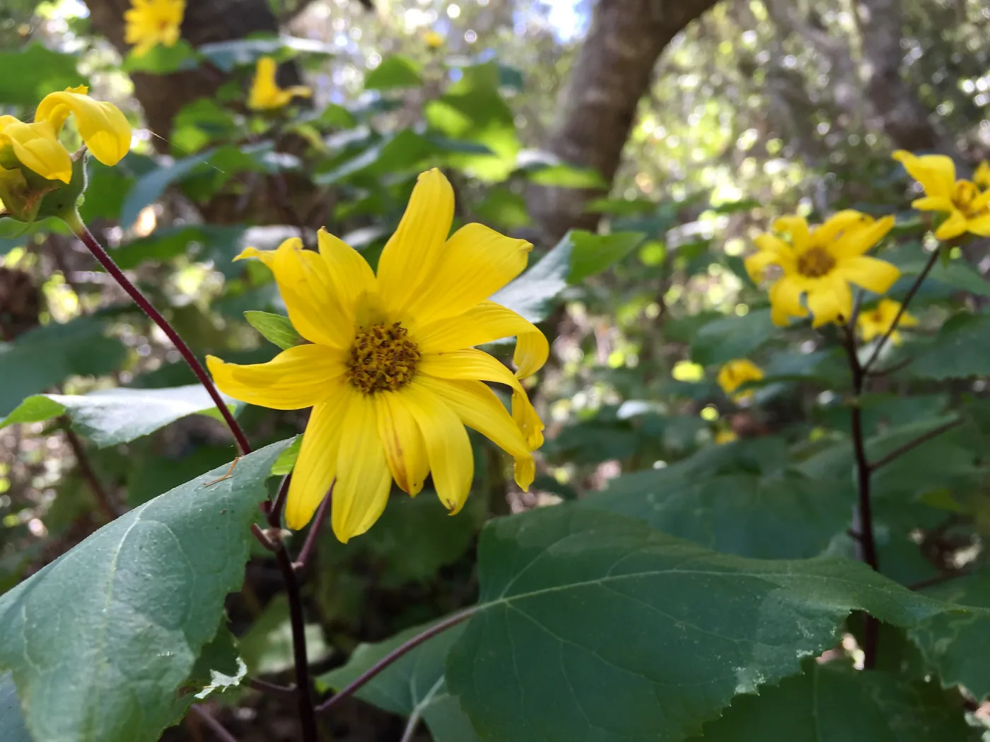 Santa Cruz Island Trip, Canyon sunflower (Venegasia carpesioides)