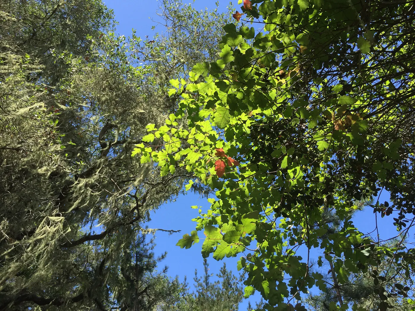 Santa Cruz Island Trip, Poison Oak (Toxicodendron diversilobum) in tree