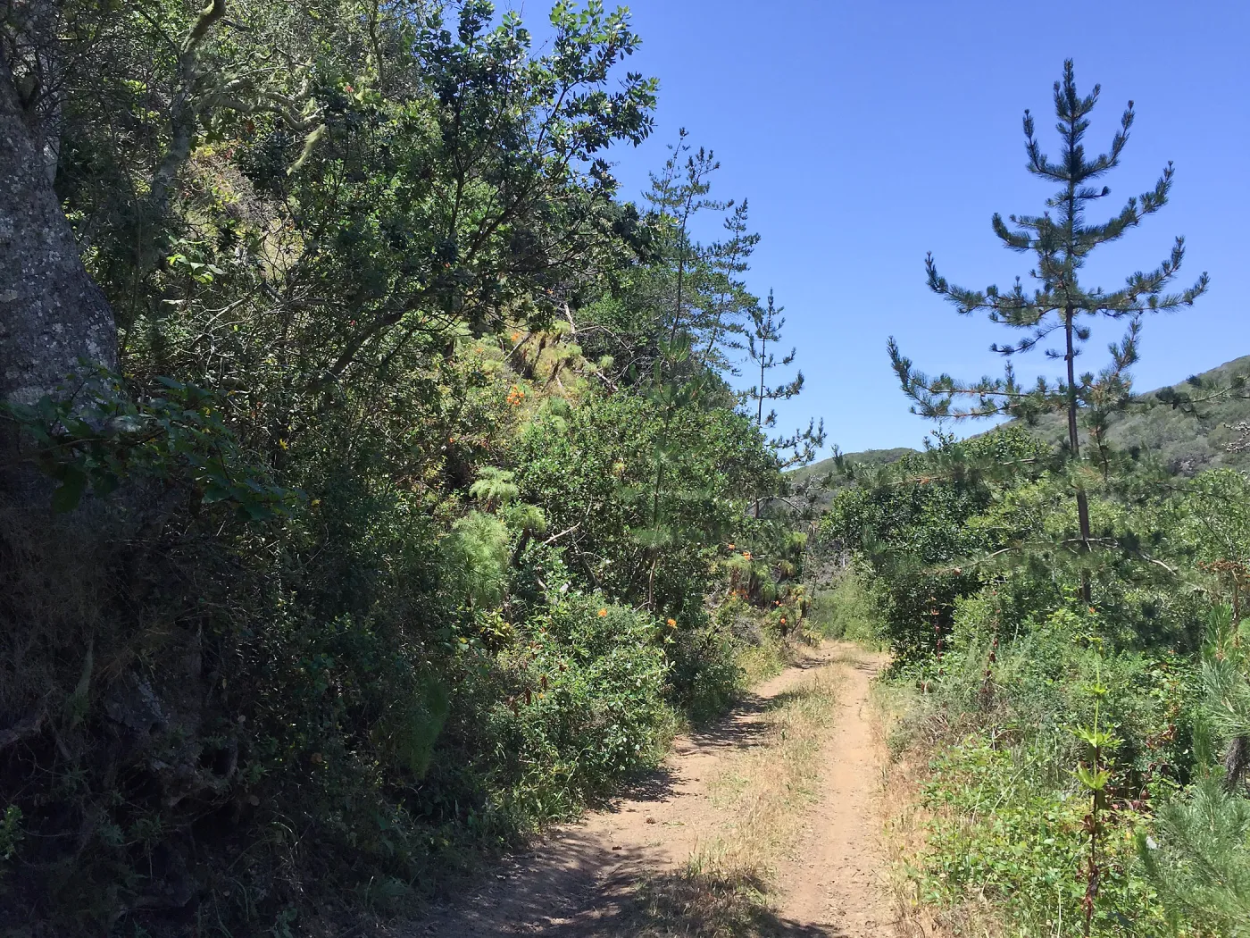 Santa Cruz Island Trip