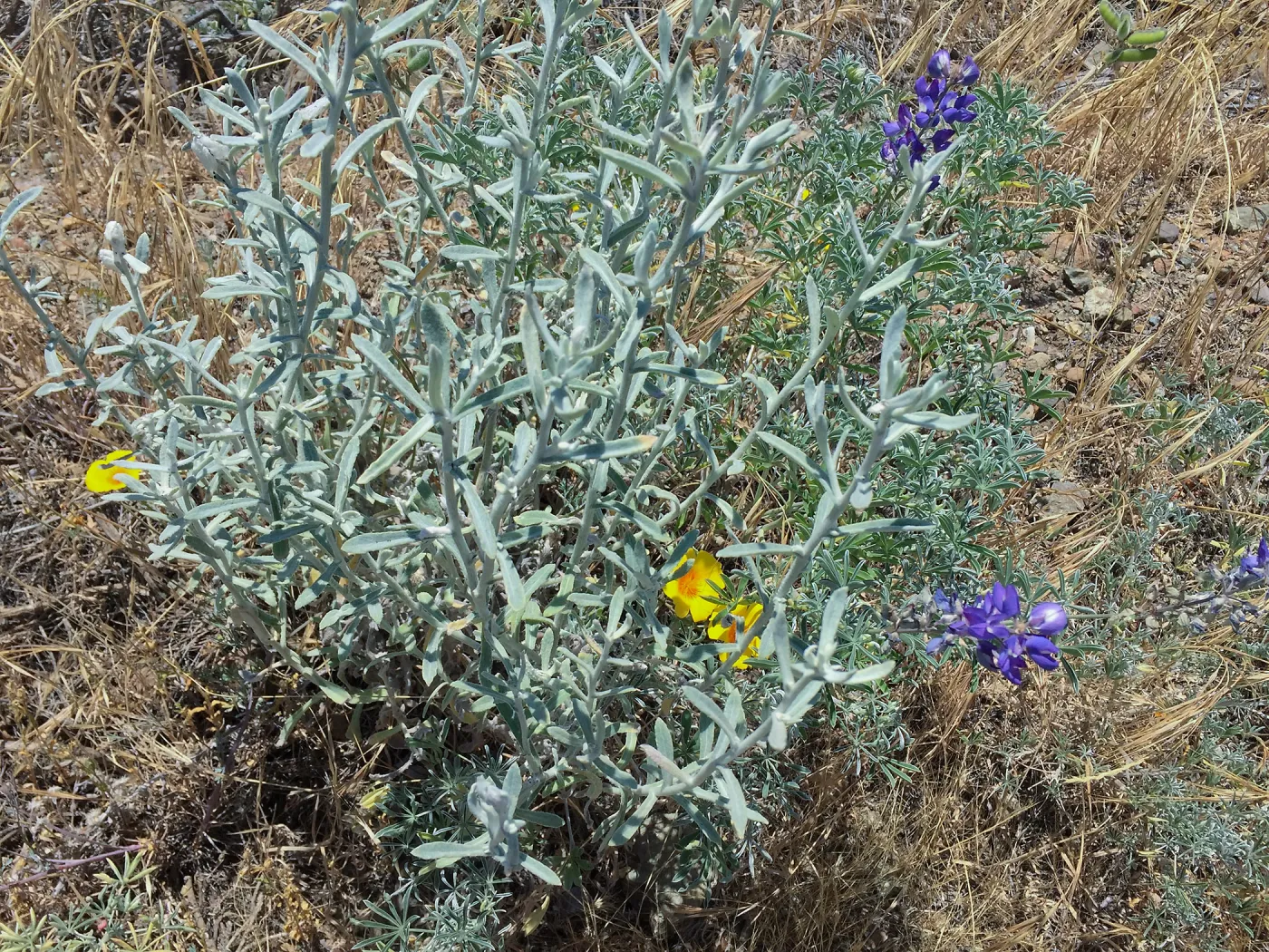 Santa Cruz Island Trip, Lupines and poppies