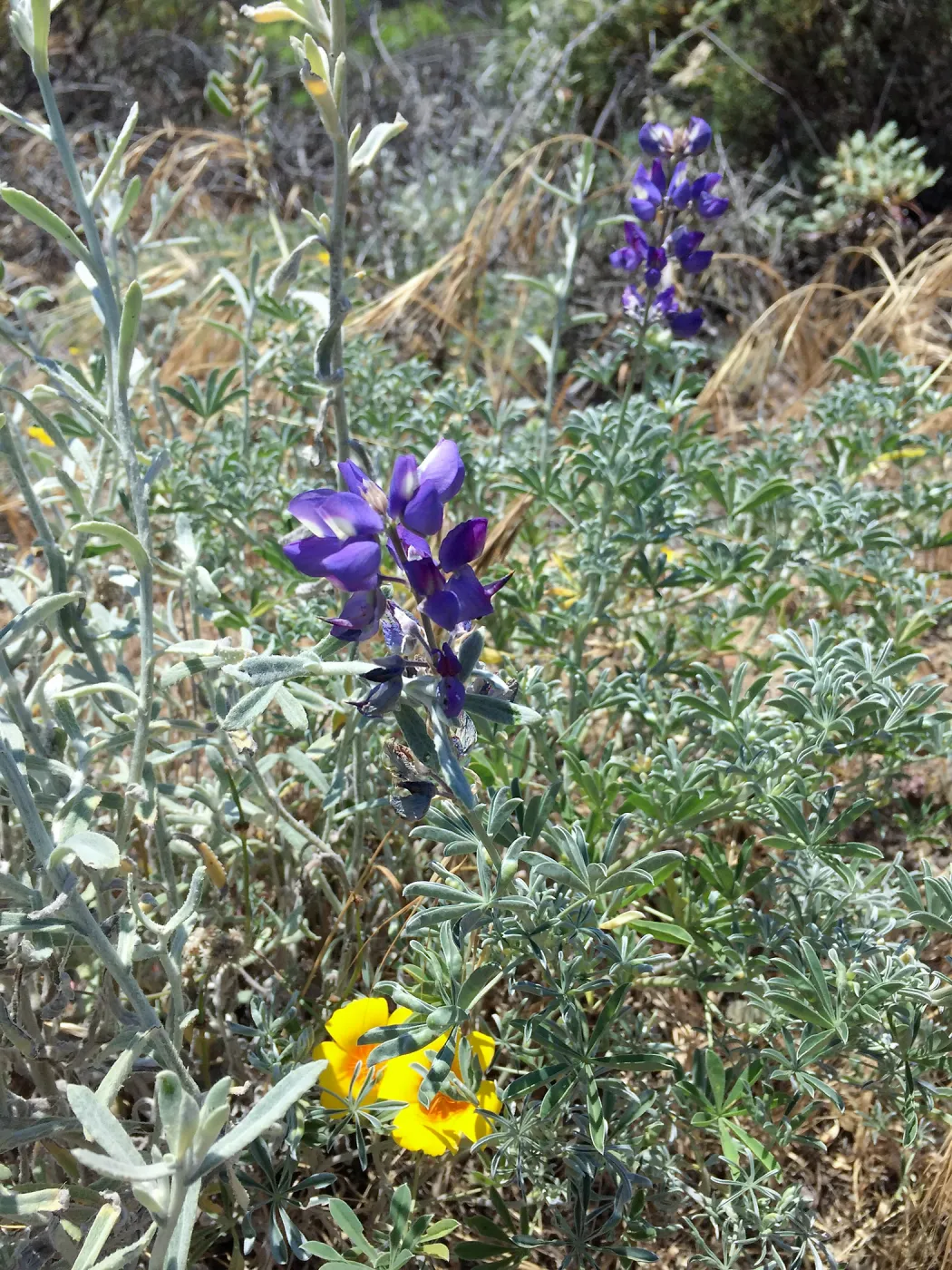 Santa Cruz Island Trip, Lupines and poppies