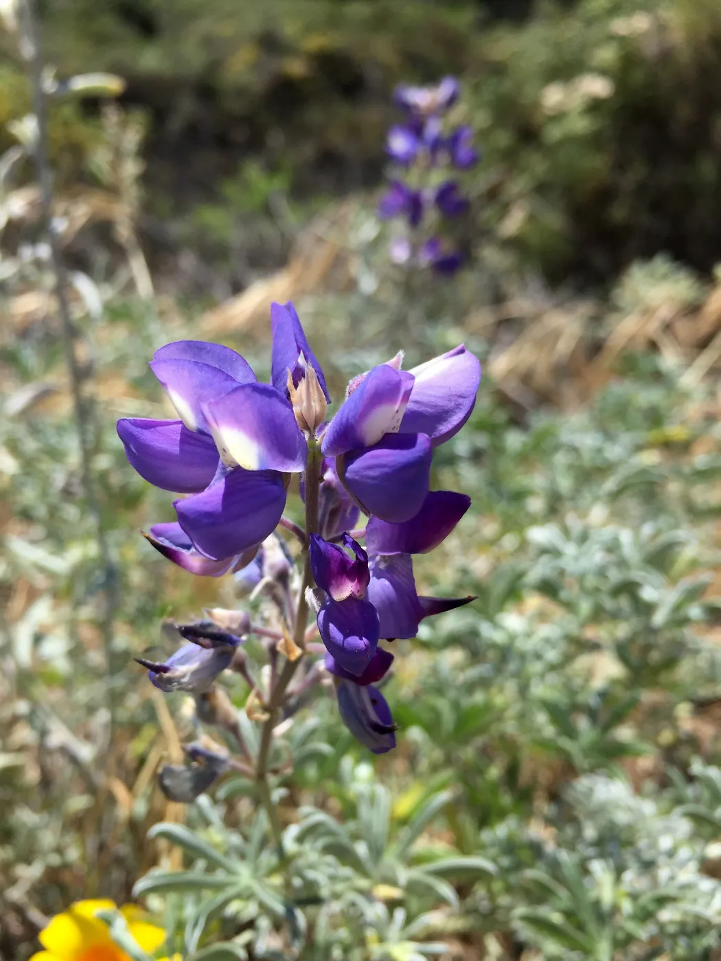Santa Cruz Island Trip, Lupins and poppies