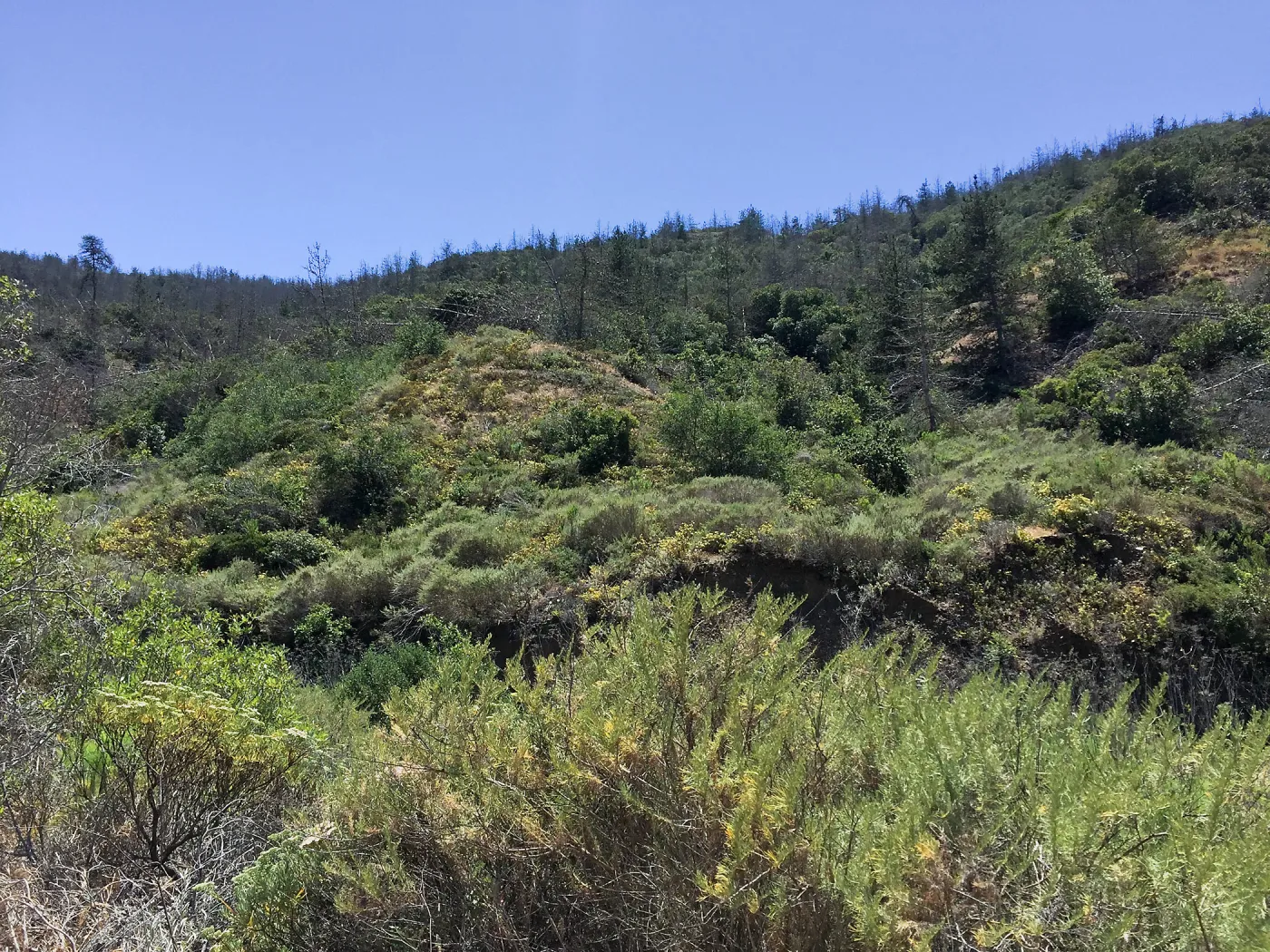 Santa Cruz Island Trip