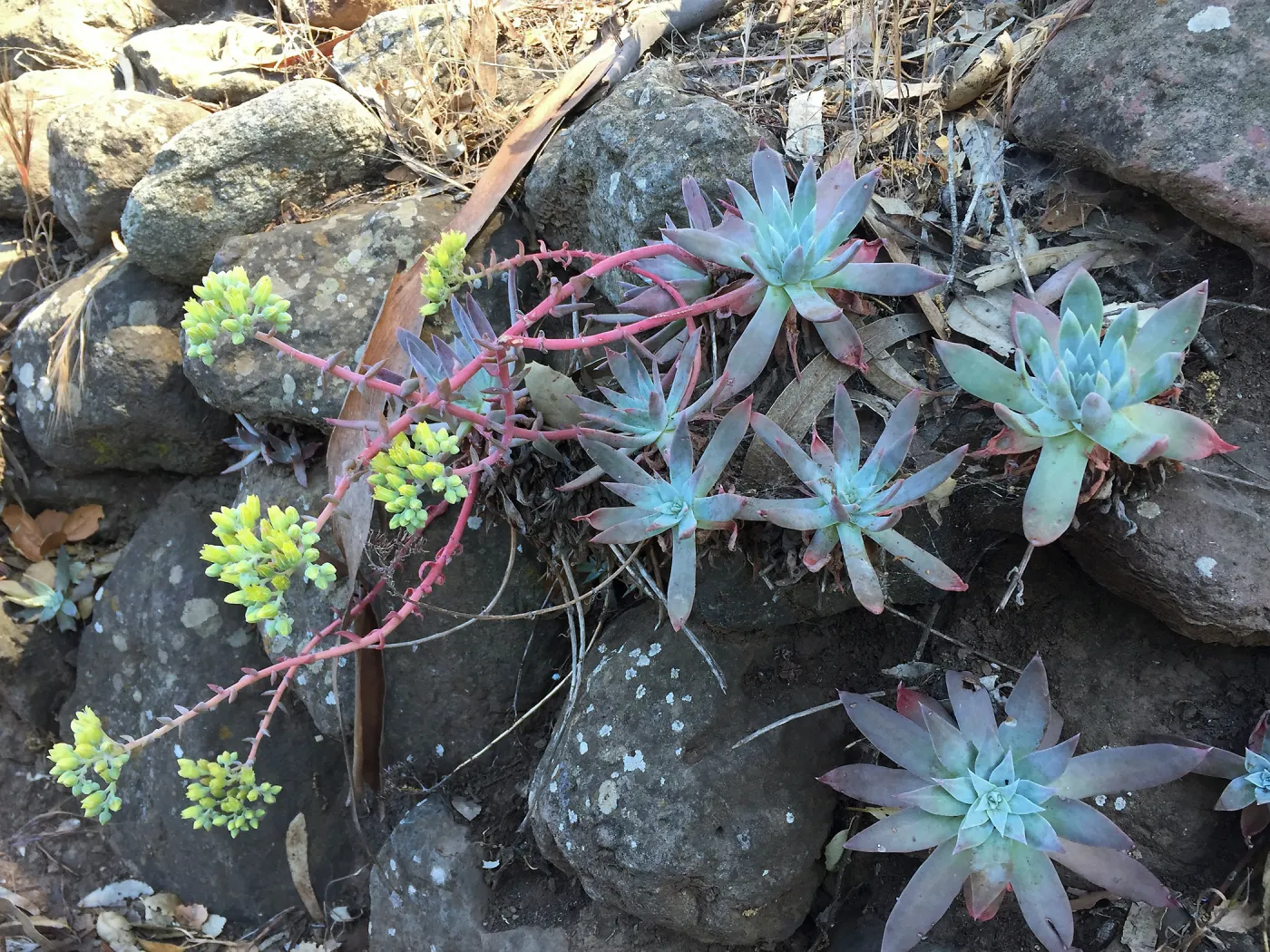 Santa Cruz Island Trip, Greene's live-forever (Dudleya greenei)