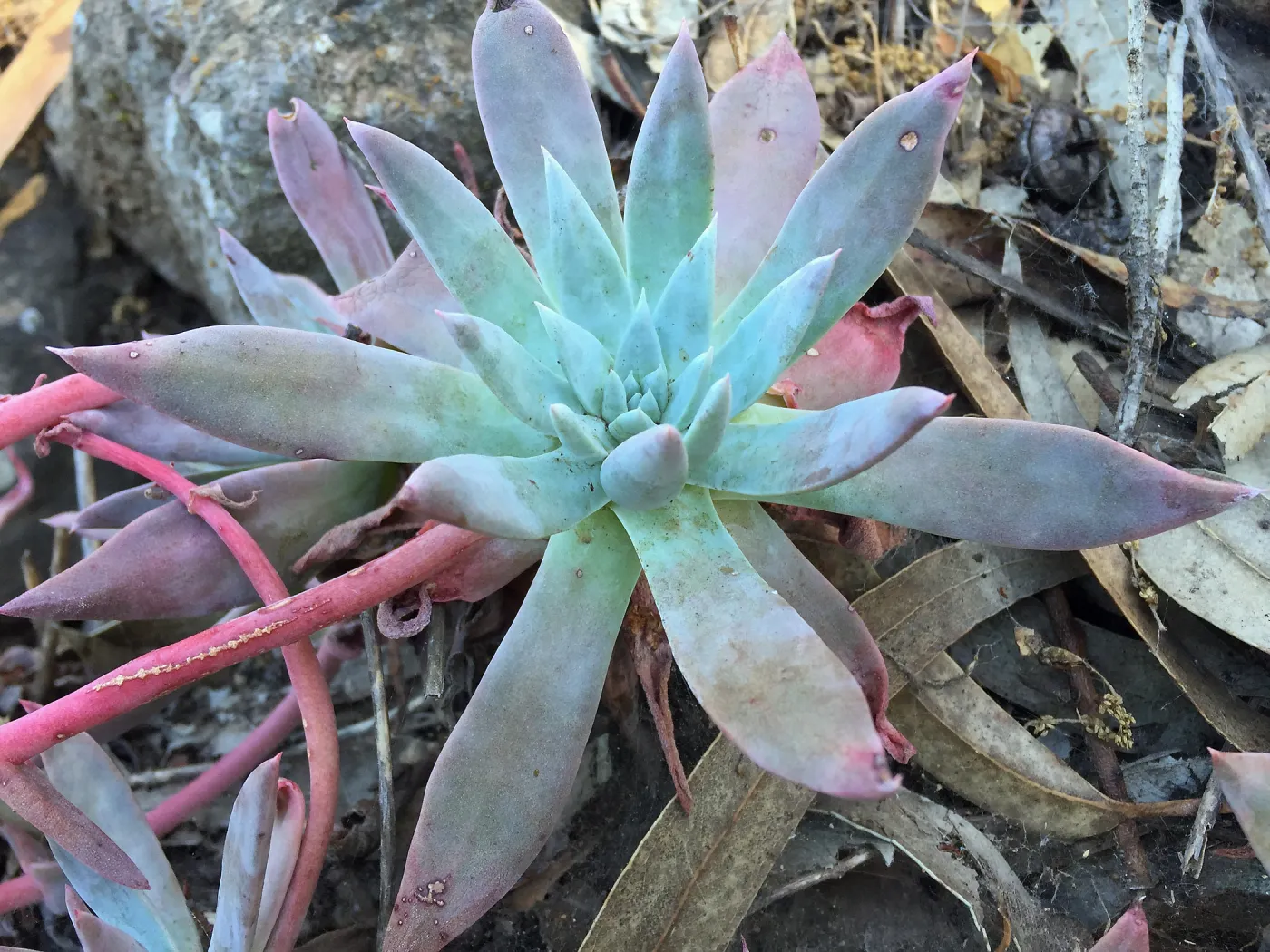 Santa Cruz Island Trip, Greene's live-forever (Dudleya greenei)