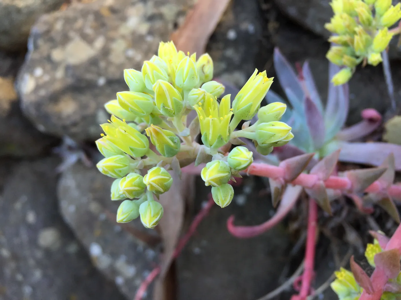Santa Cruz Island Trip, Greene's live-forever (Dudleya greenei)