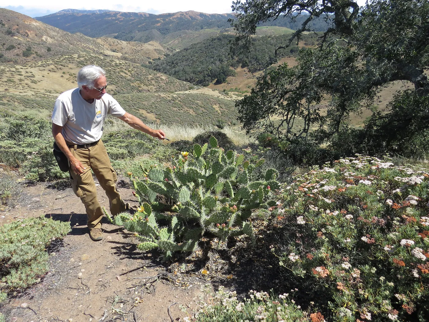 Santa Cruz Island Trip, Steve Junak pointing out flower on Opuntia and Santa Cruz Island Buckwheat (Eriogonum arborescens)