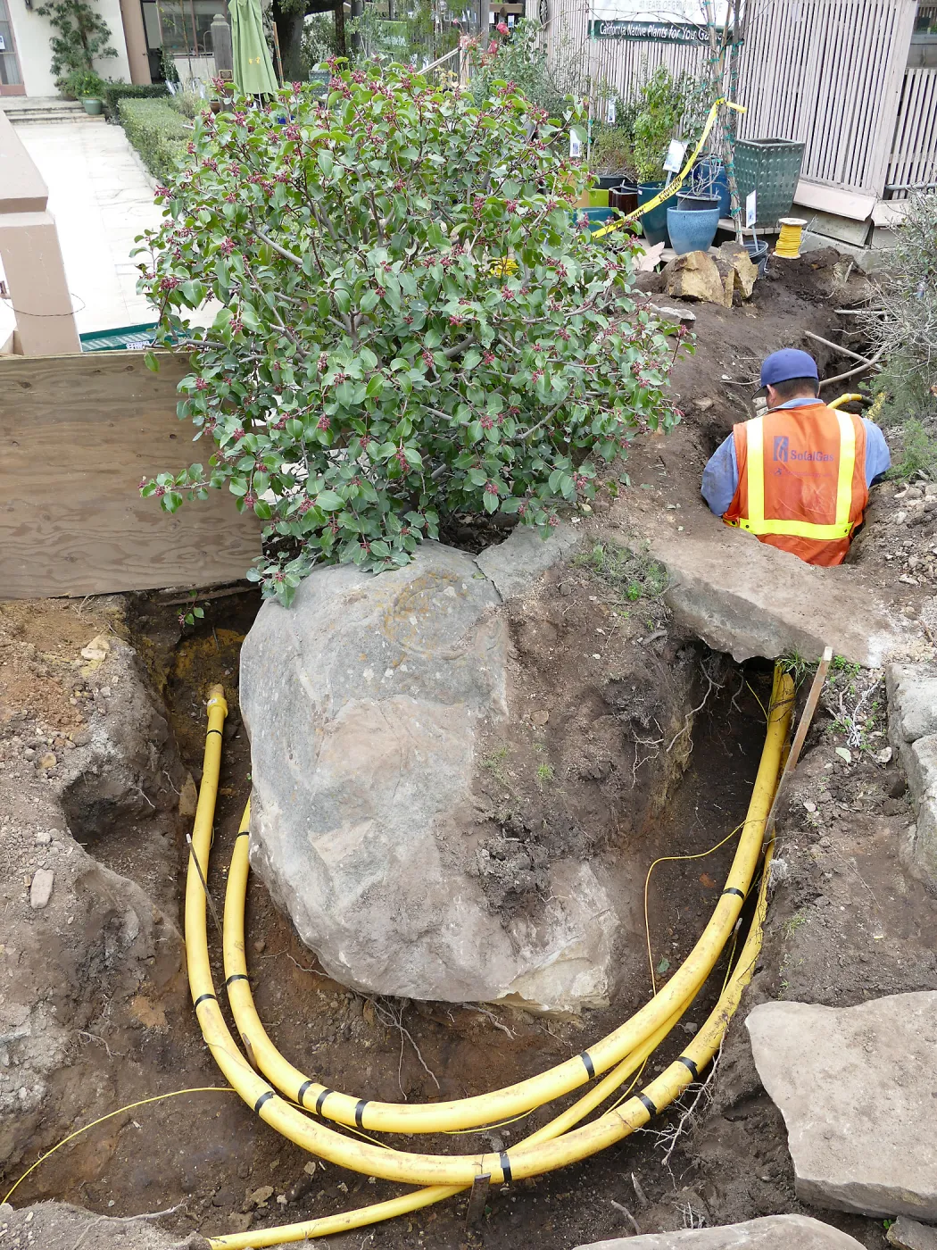 Gas line rerouting in Courtyard and Garden Growers Nursery, looking south