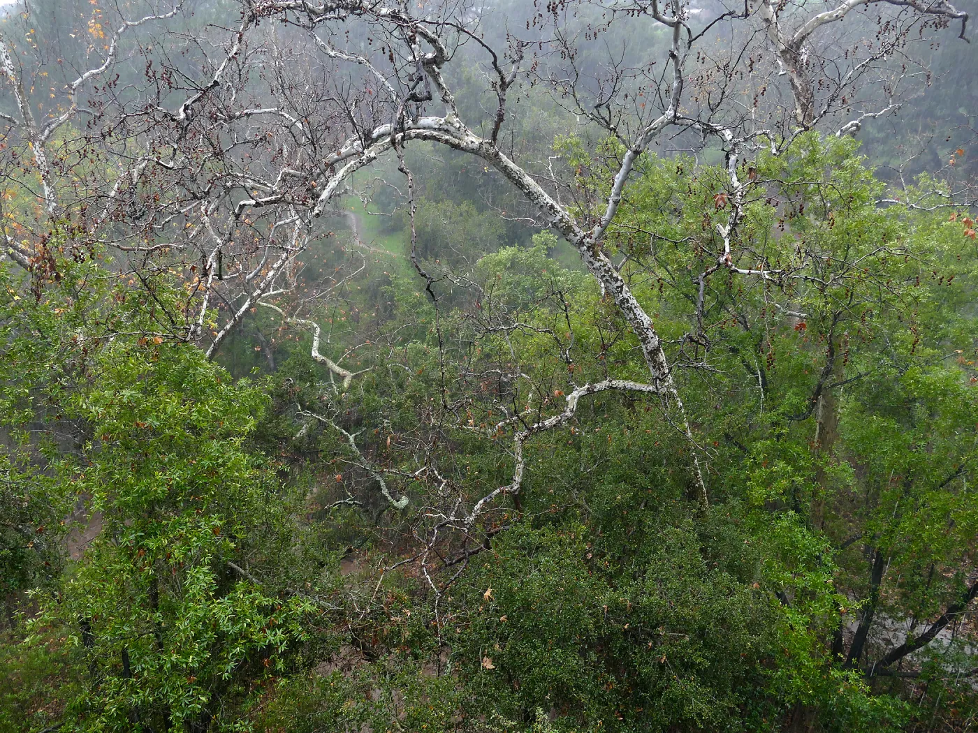Canyon Sycamore in rain