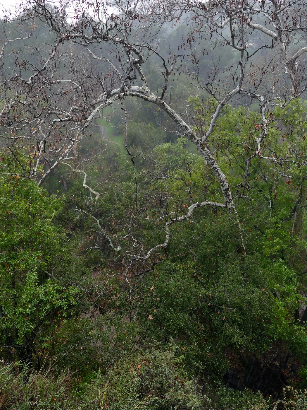 Canyon Sycamore in rain