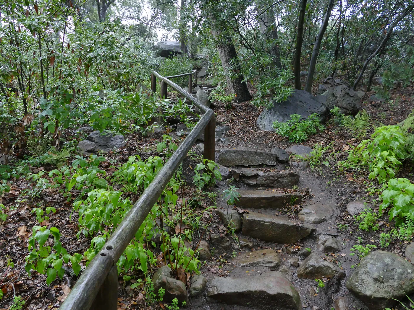 Steps into Canyon from Manzanita Section in the rain