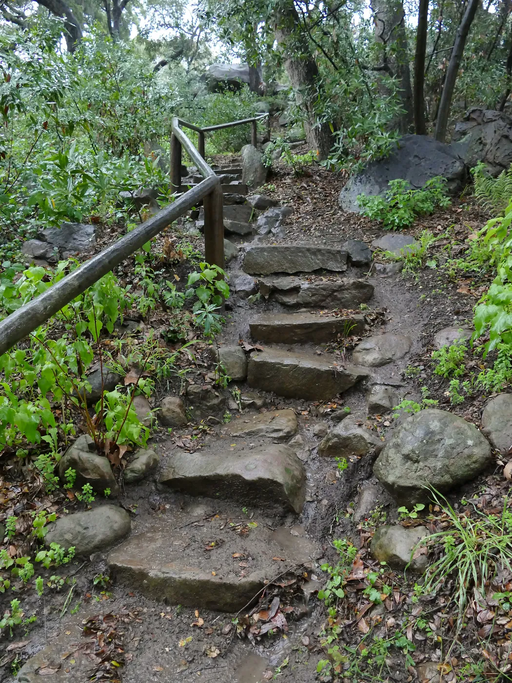 Steps into Canyon from Manzanita Section in the rain