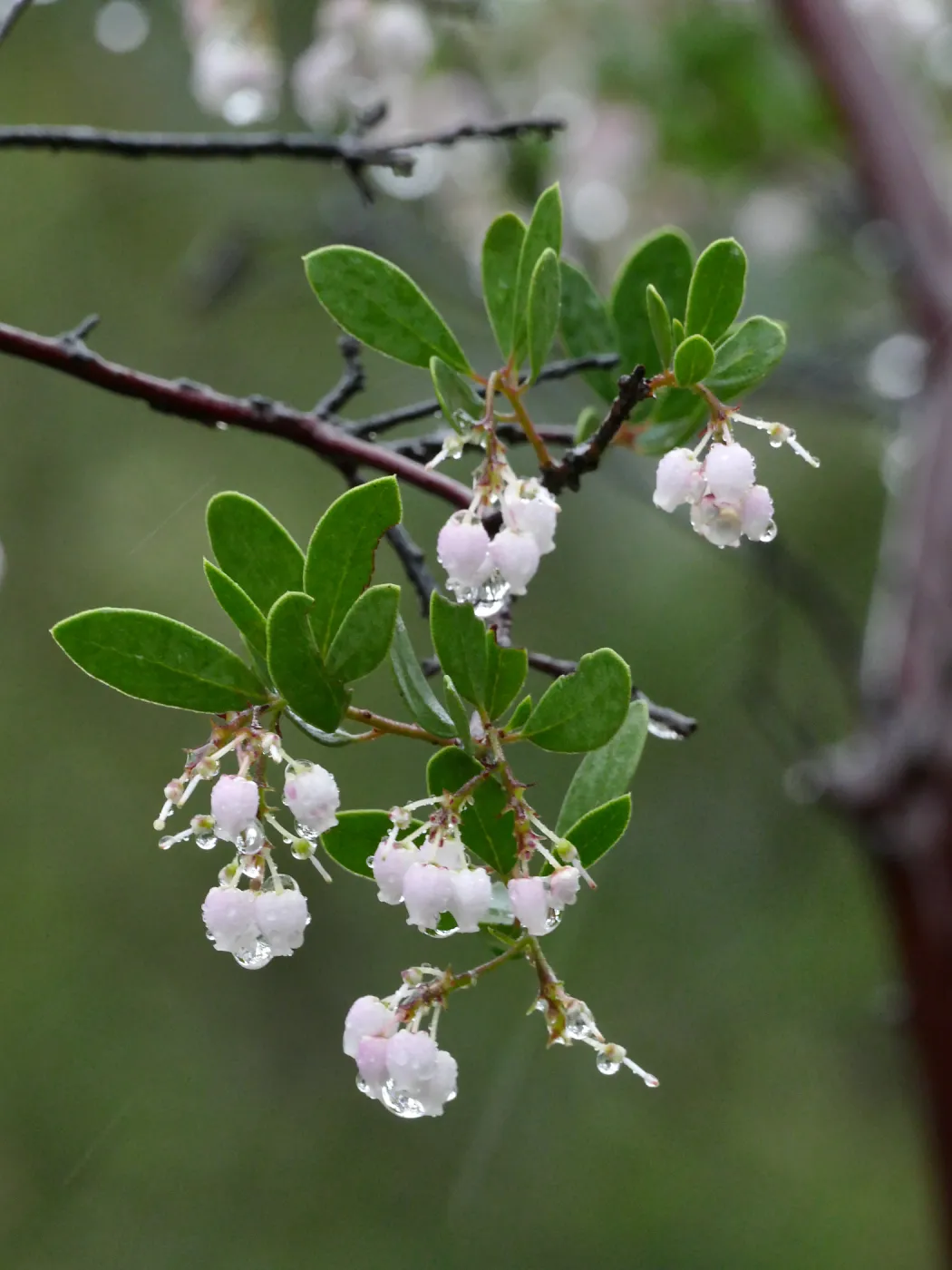 Raiche's Manzanita in rain