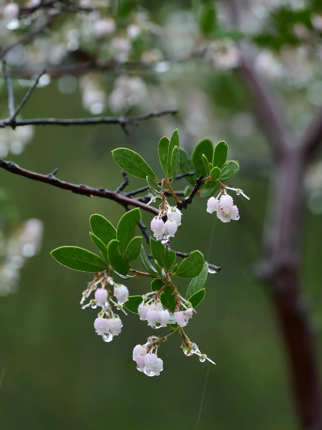 Raiche's Manzanita in rain