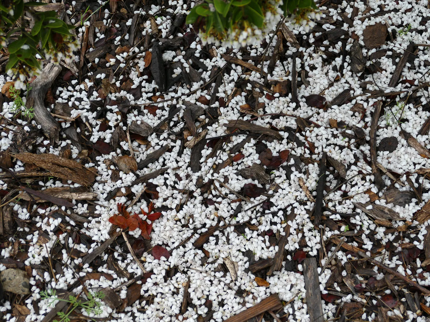 Refugio Manzanita blossom â€˜snow'