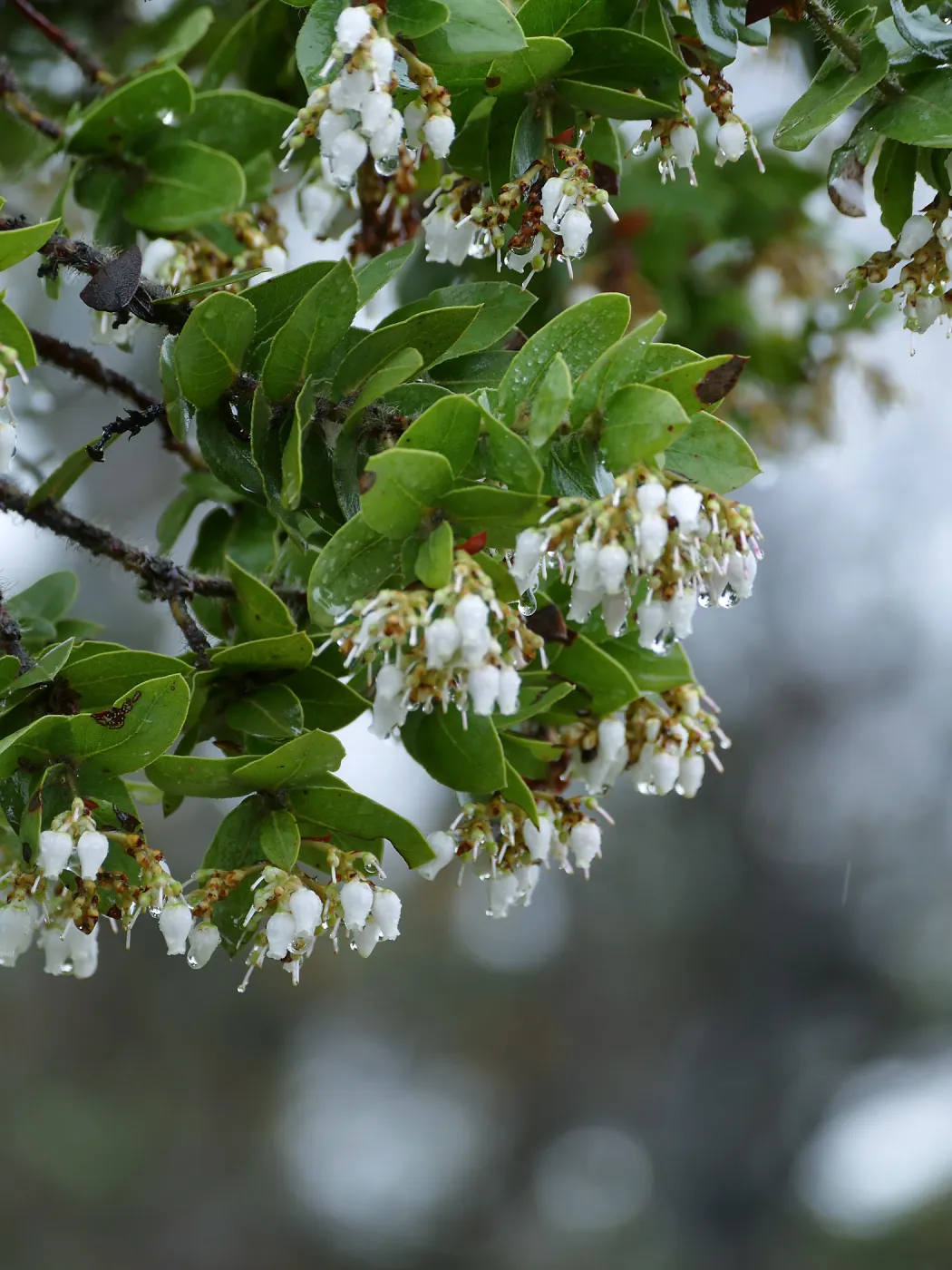 Refugio Manzanita in the rain
