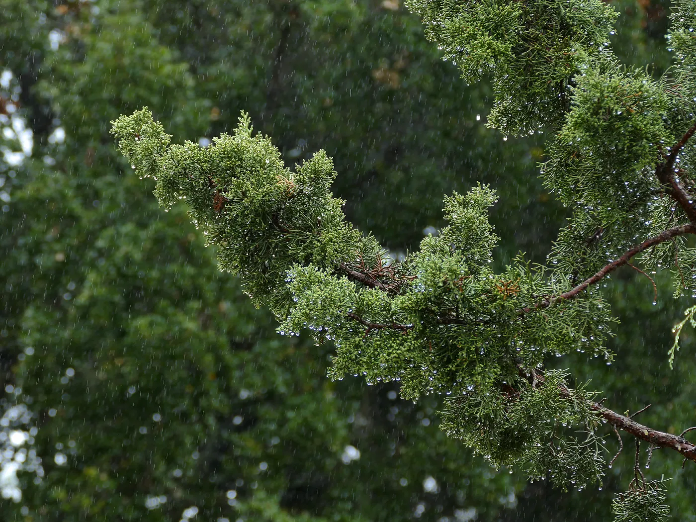 California Juniper in rain
