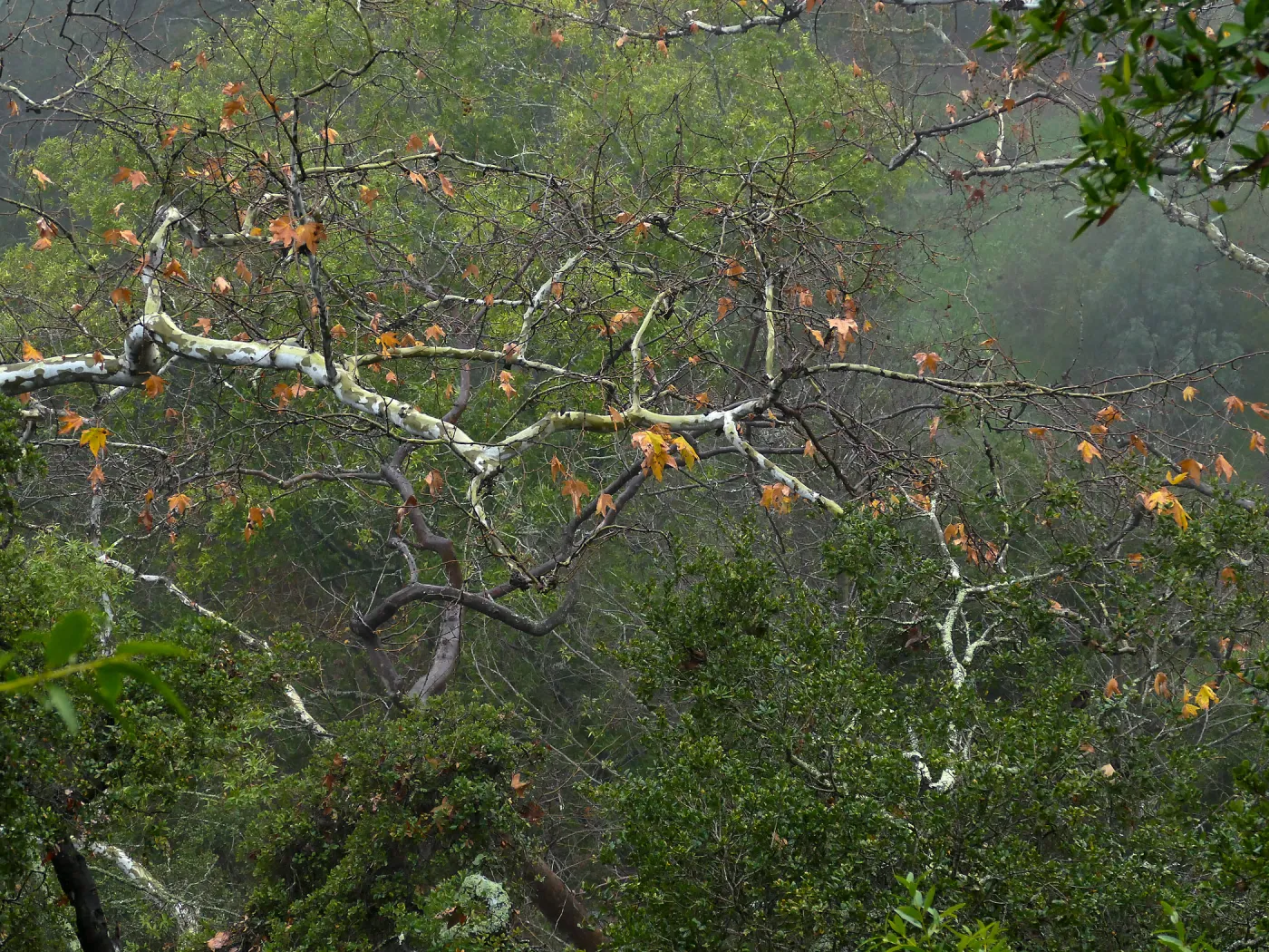 Sycamore branch in Canyon