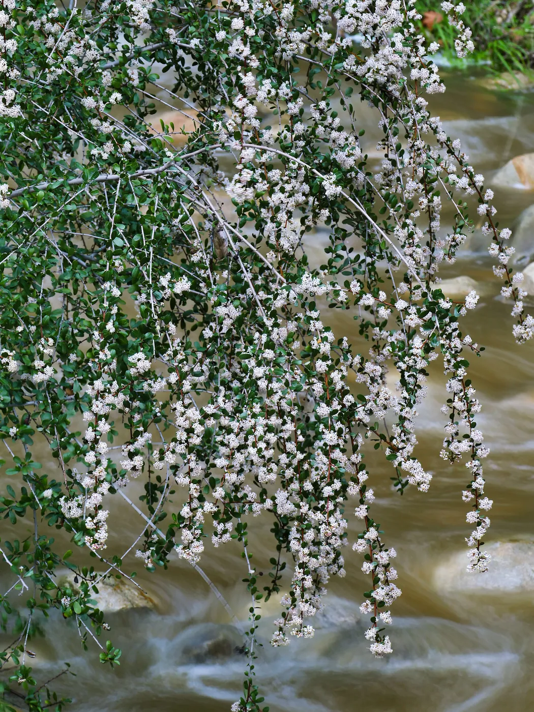 Bigpod Ceanothus above Mission Dam
