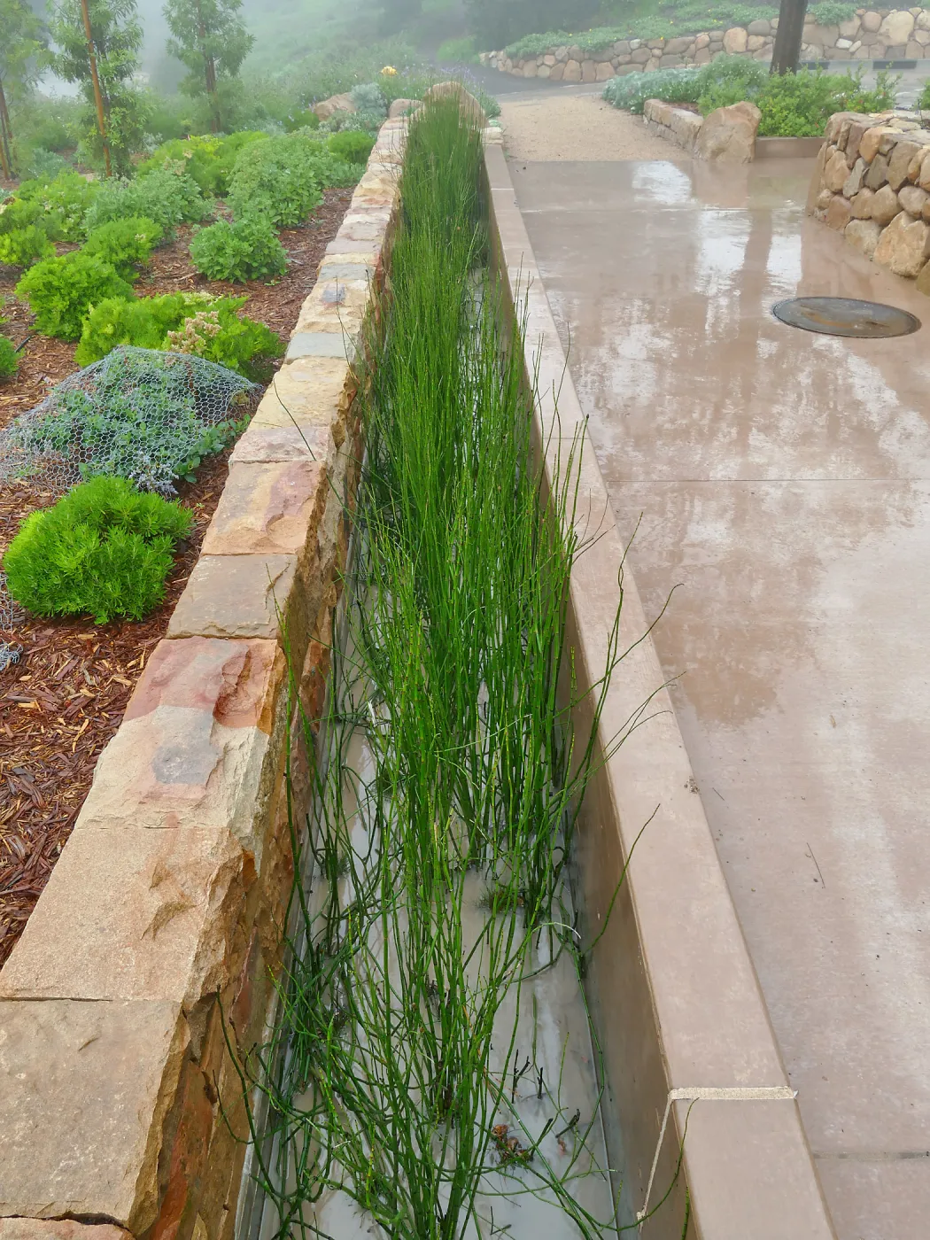 Bioswale at the Pritzlaff Conservation Center filtering runoff during a rainstorm