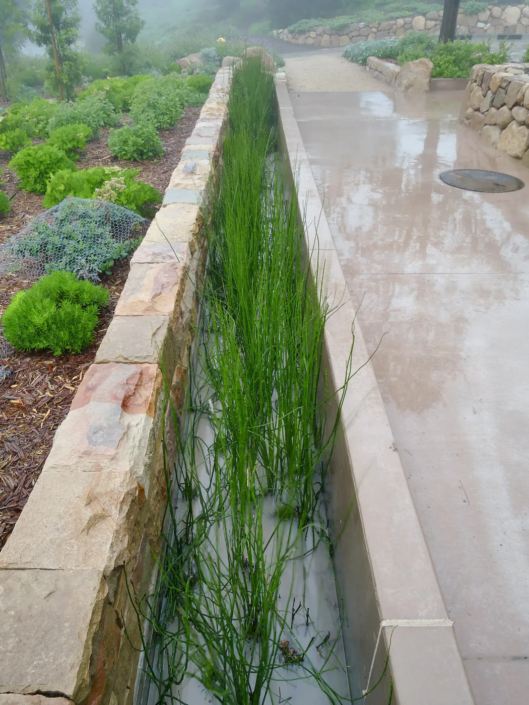 Bioswale at the Pritzlaff Conservation Center filtering runoff during a rainstorm