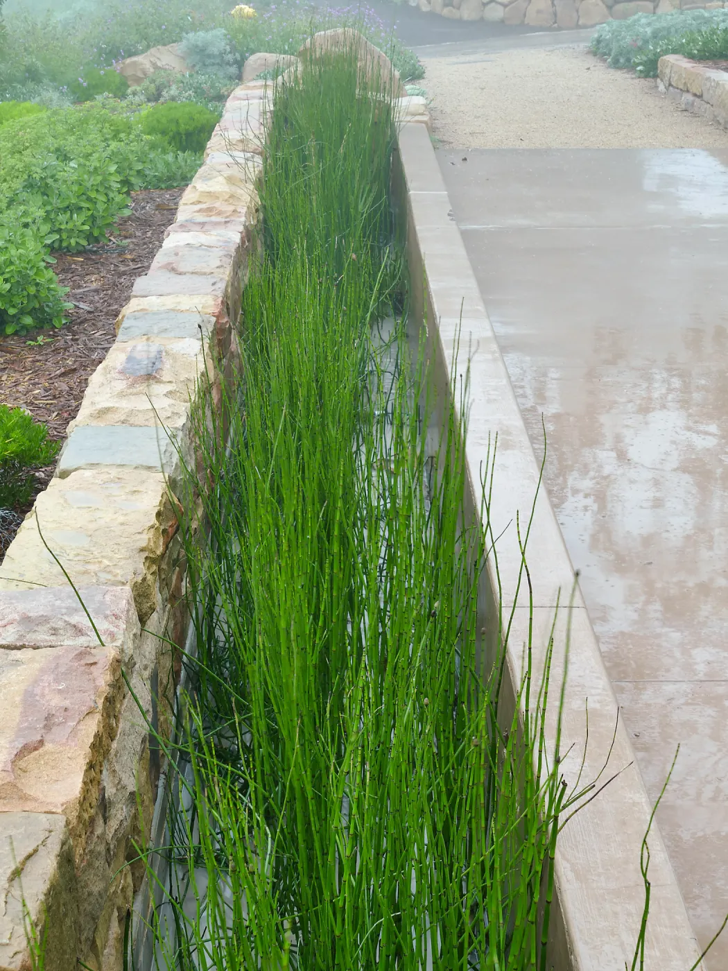 Bioswale at the Pritzlaff Conservation Center filtering runoff during a rainstorm