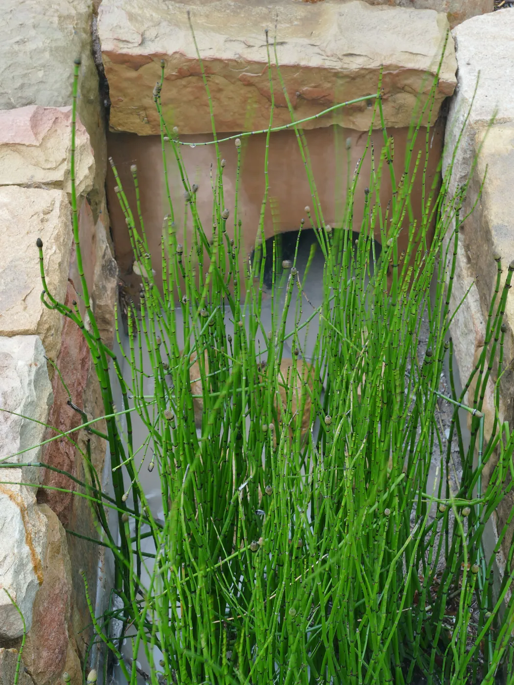 Bioswale at the Pritzlaff Conservation Center filtering runoff during a rainstorm