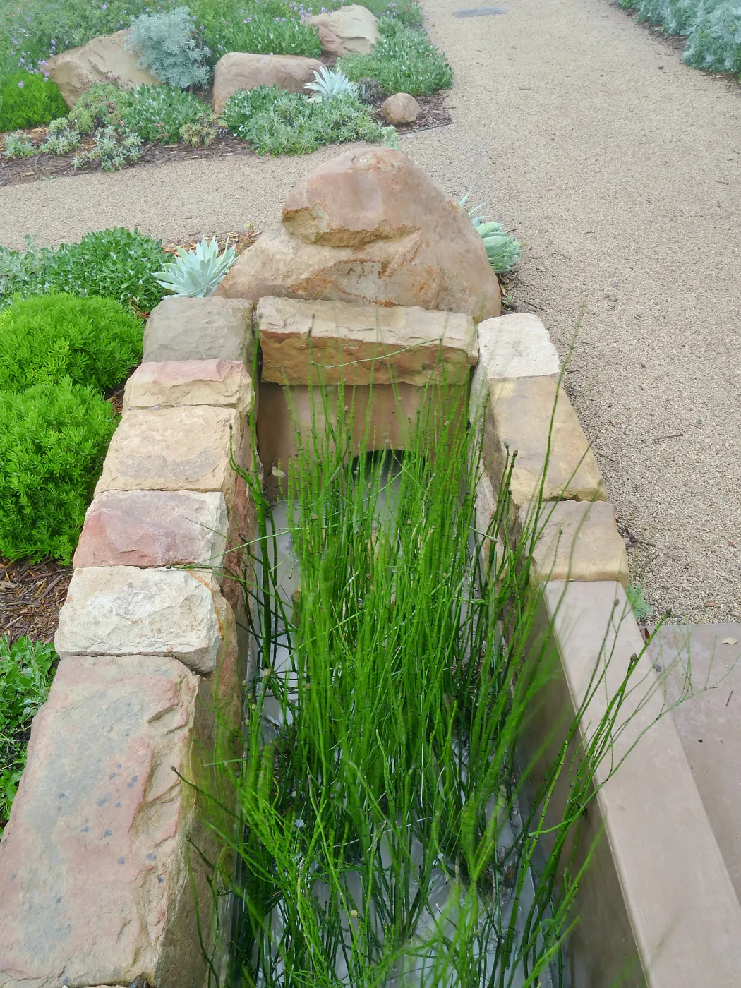 Bioswale at the Pritzlaff Conservation Center filtering runoff during a rainstorm