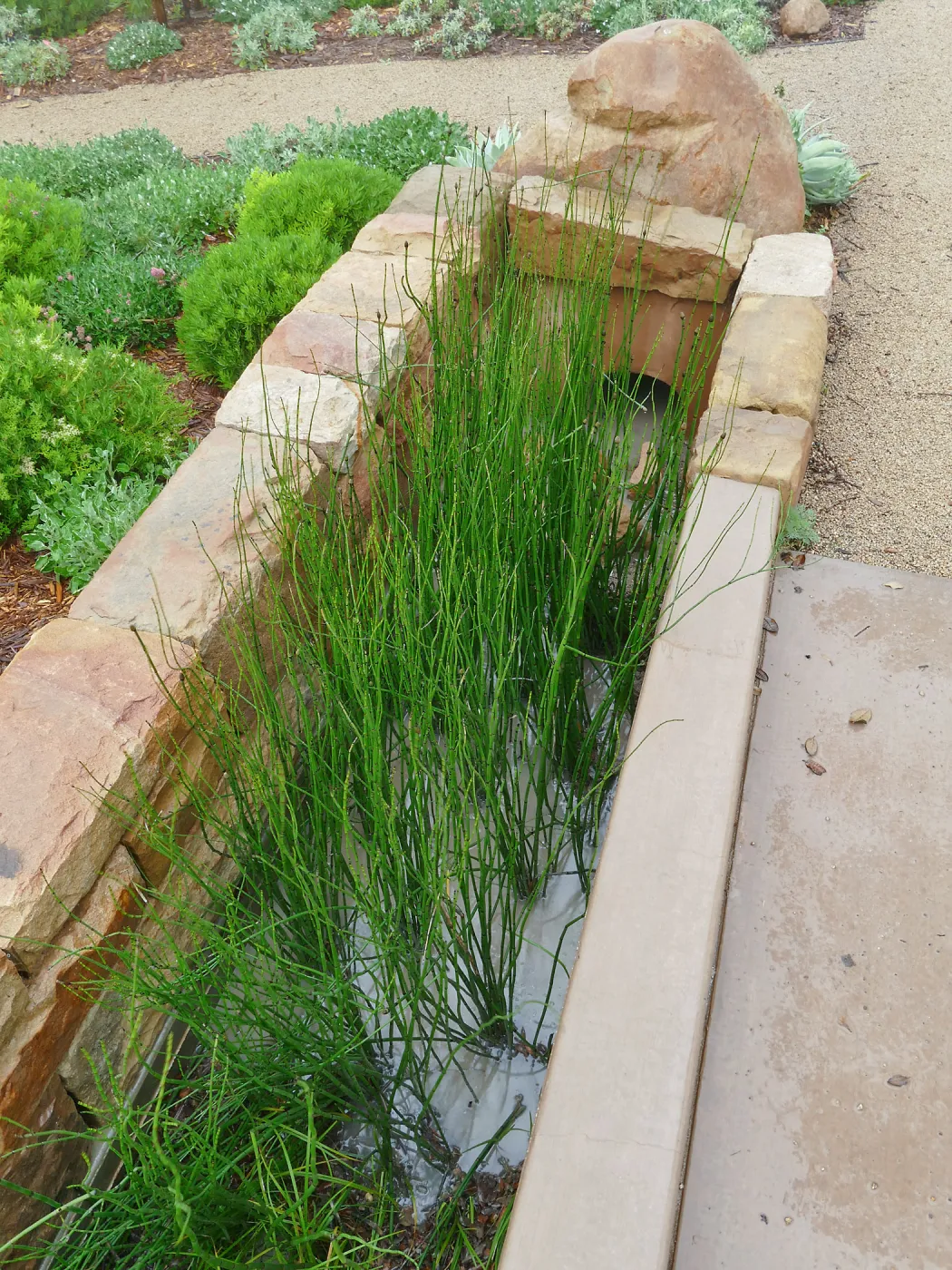 Bioswale at the Pritzlaff Conservation Center filtering runoff during a rainstorm