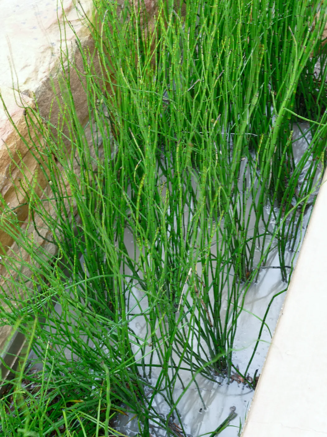 Bioswale at the Pritzlaff Conservation Center filtering runoff during a rainstorm