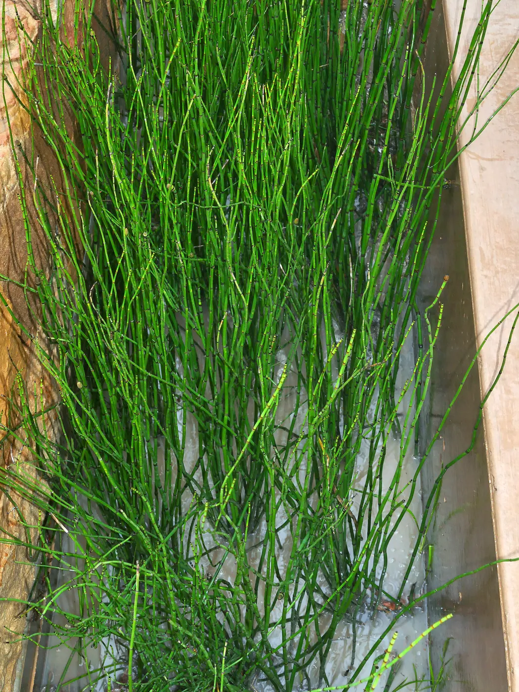 Bioswale at the Pritzlaff Conservation Center filtering runoff during a rainstorm