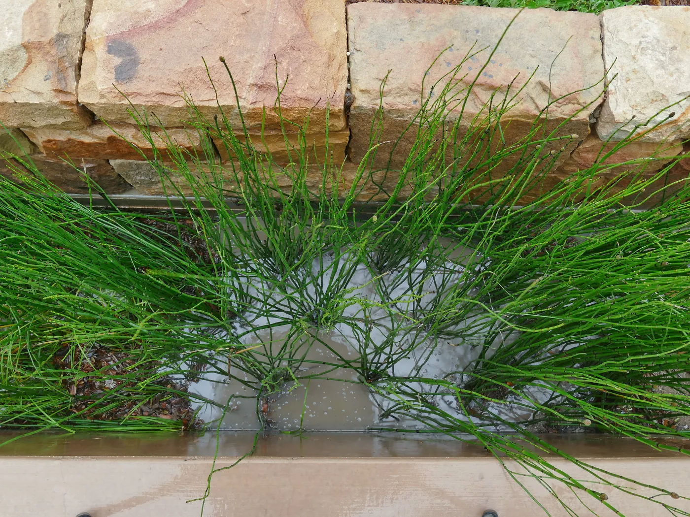 Bioswale at the Pritzlaff Conservation Center filtering runoff during a rainstorm
