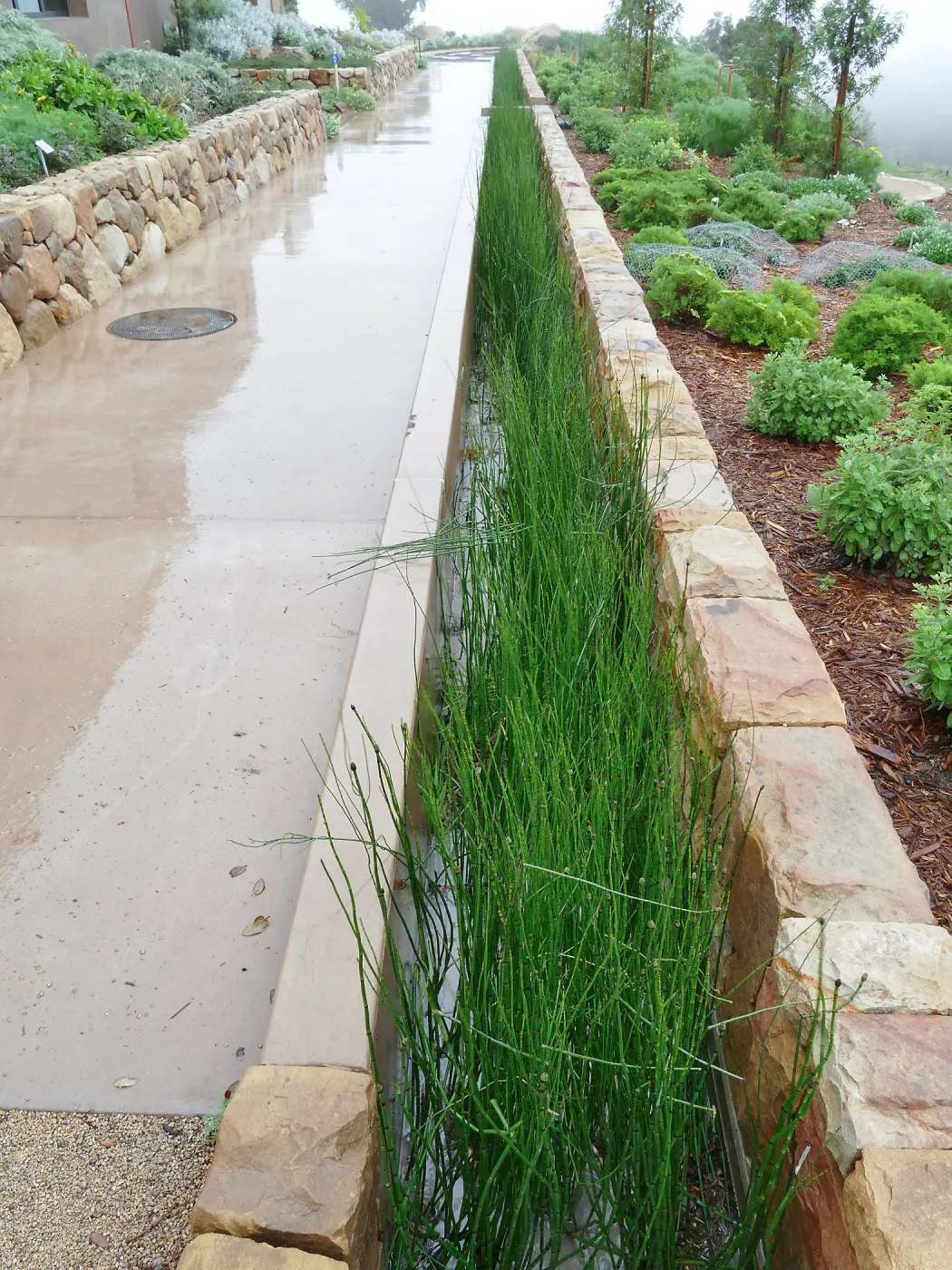 Bioswale at the Pritzlaff Conservation Center filtering runoff during a rainstorm