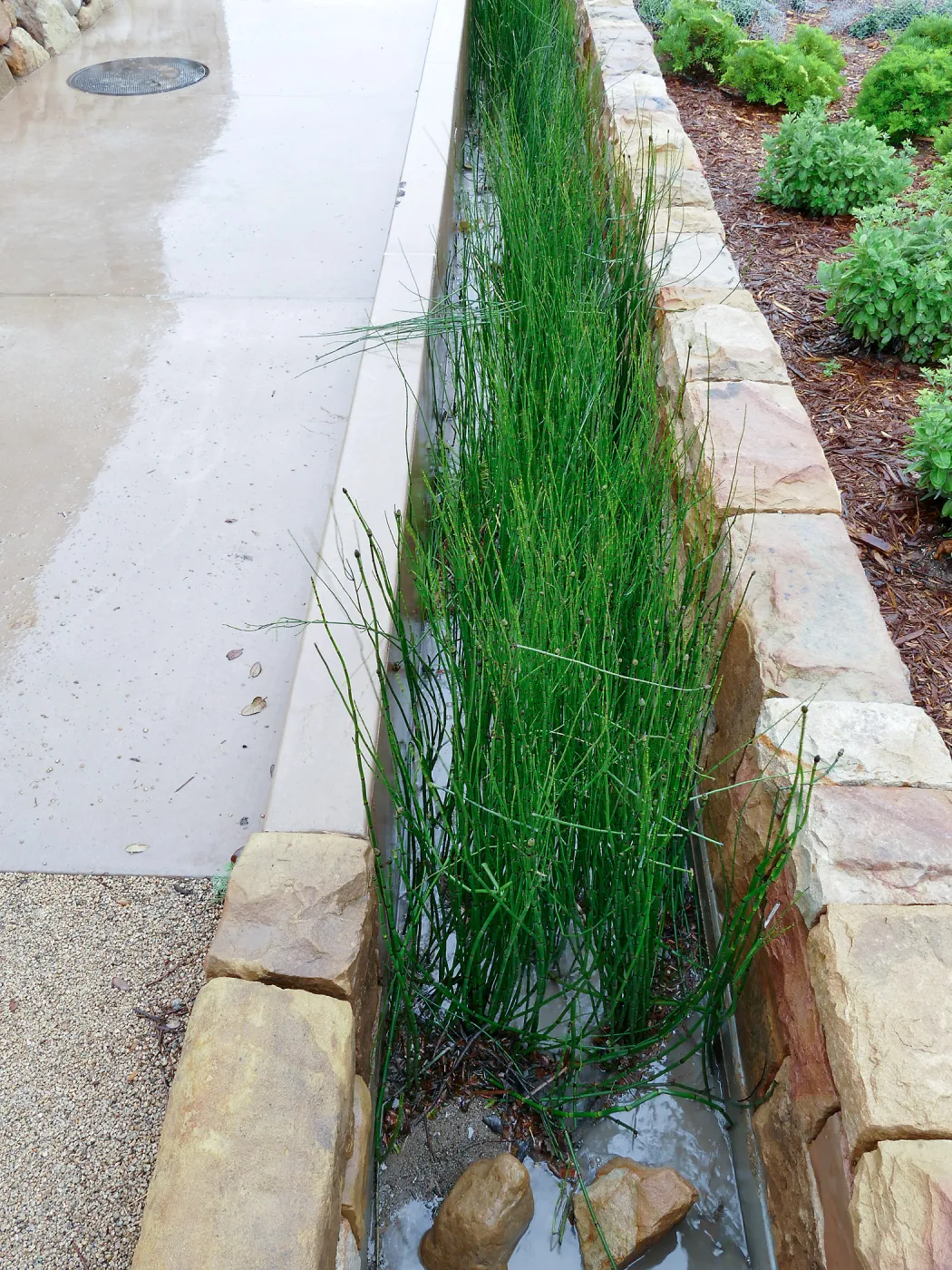 Bioswale at the Pritzlaff Conservation Center filtering runoff during a rainstorm