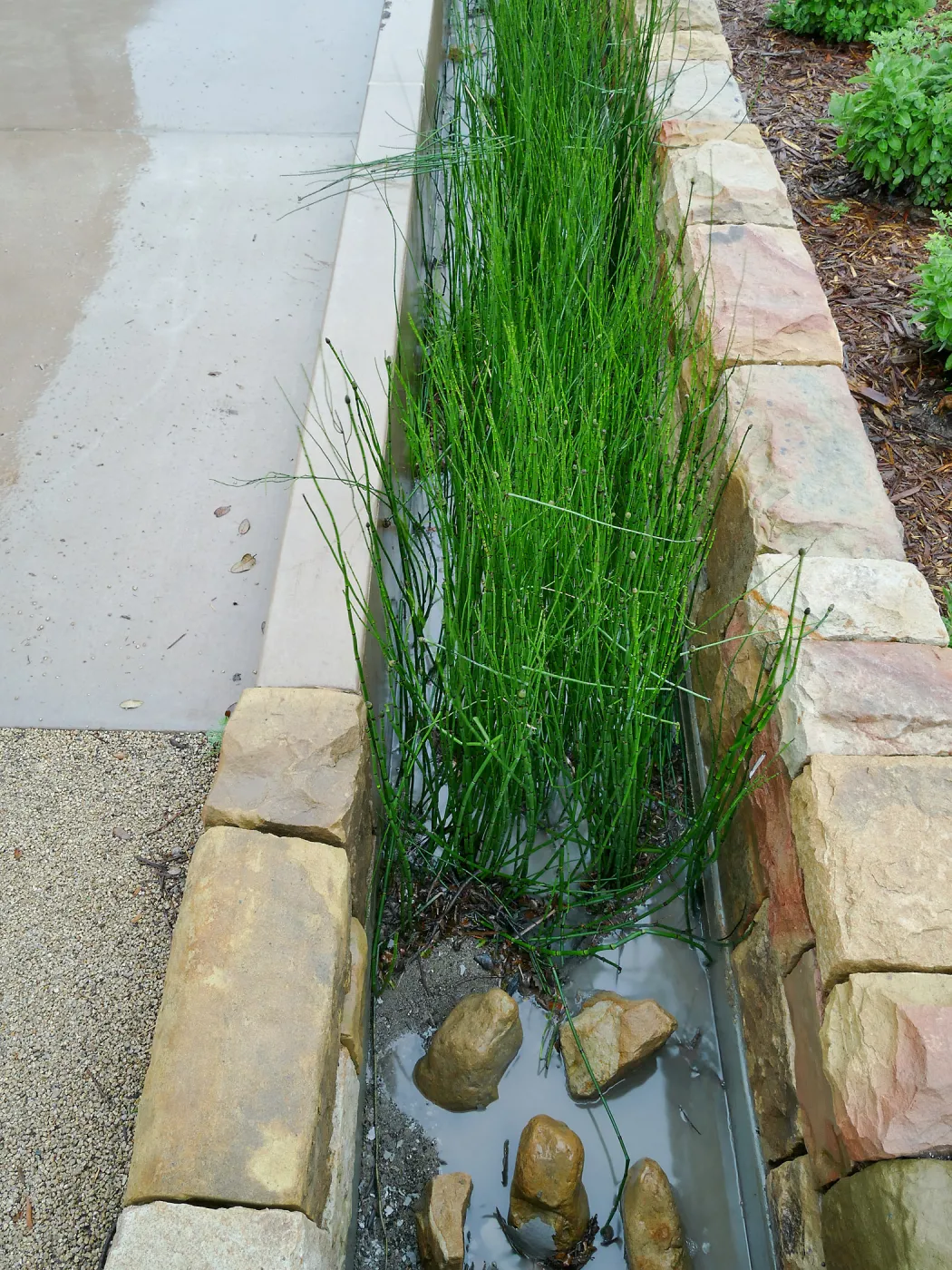 Bioswale at the Pritzlaff Conservation Center filtering runoff during a rainstorm