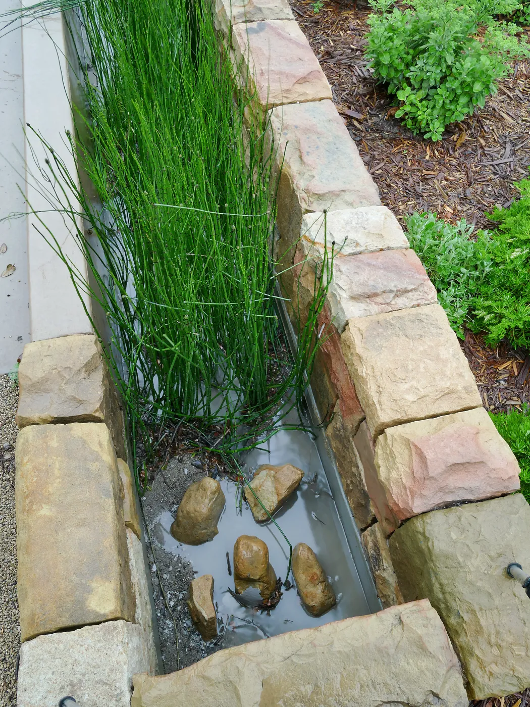 Bioswale at the Pritzlaff Conservation Center filtering runoff during a rainstorm