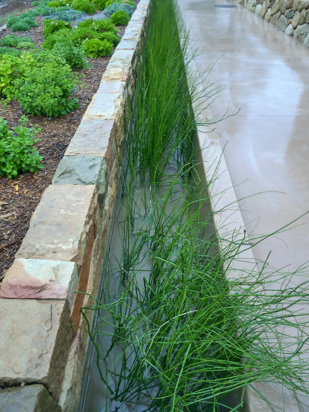 Bioswale at the Pritzlaff Conservation Center filtering runoff during a rainstorm