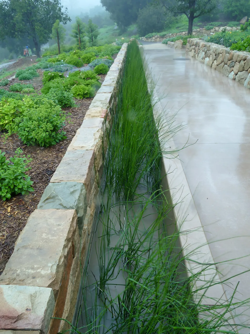 Bioswale at the Pritzlaff Conservation Center filtering runoff during a rainstorm