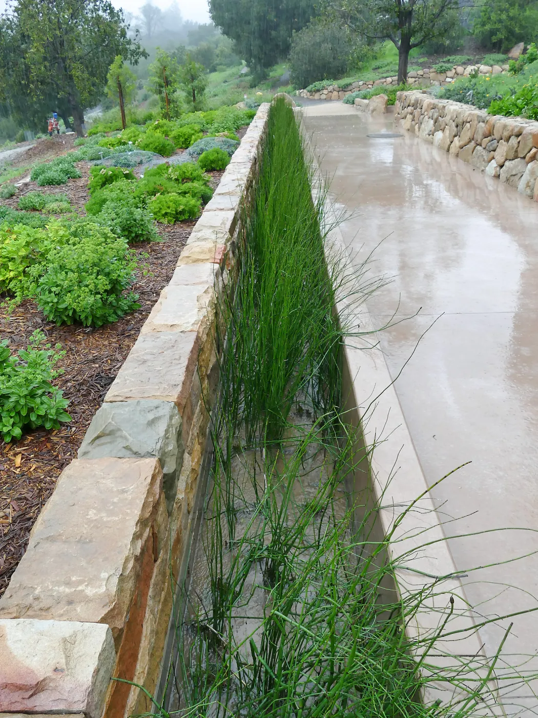 Bioswale at the Pritzlaff Conservation Center filtering runoff during a rainstorm
