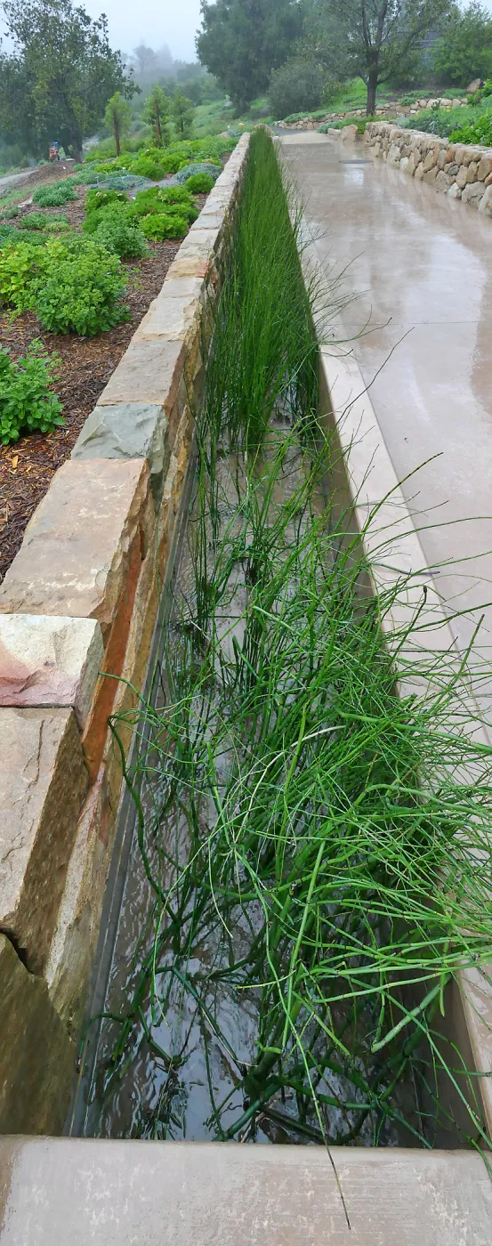 Bioswale at the Pritzlaff Conservation Center filtering runoff during a rainstorm