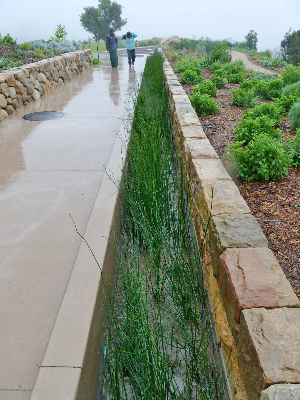 Bioswale at the Pritzlaff Conservation Center filtering runoff during a rainstorm