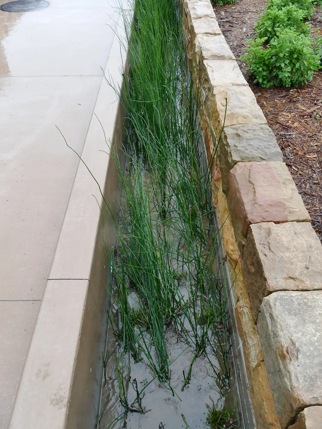 Bioswale at the Pritzlaff Conservation Center filtering runoff during a rainstorm