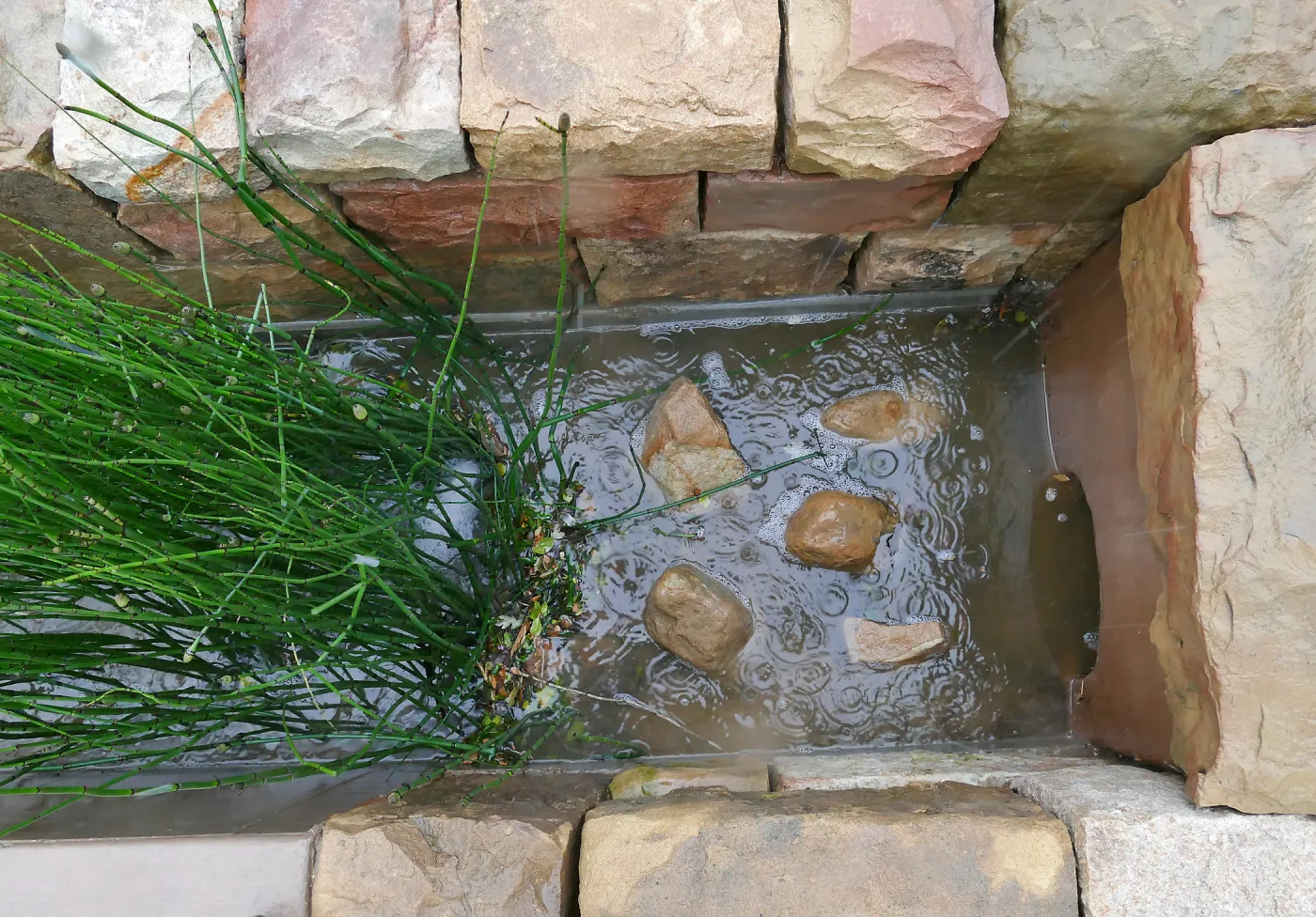 Bioswale at the Pritzlaff Conservation Center filtering runoff during a rainstorm