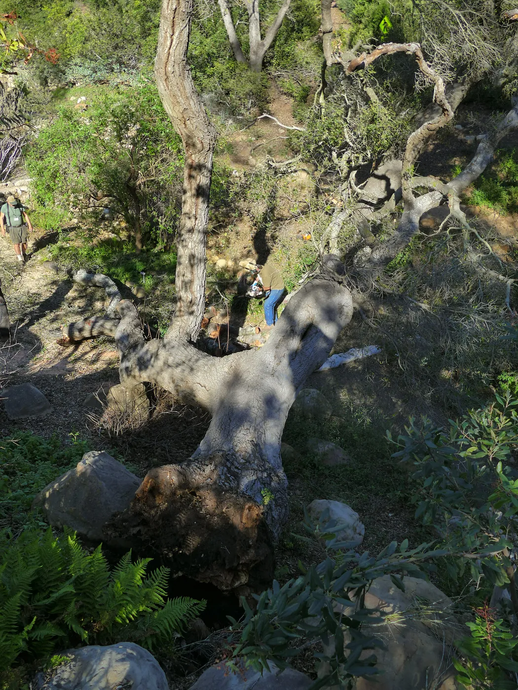 Horticulture staff clearing fallen oak (Coastal Live Oak) in Arroyo Section, just above the Tea House