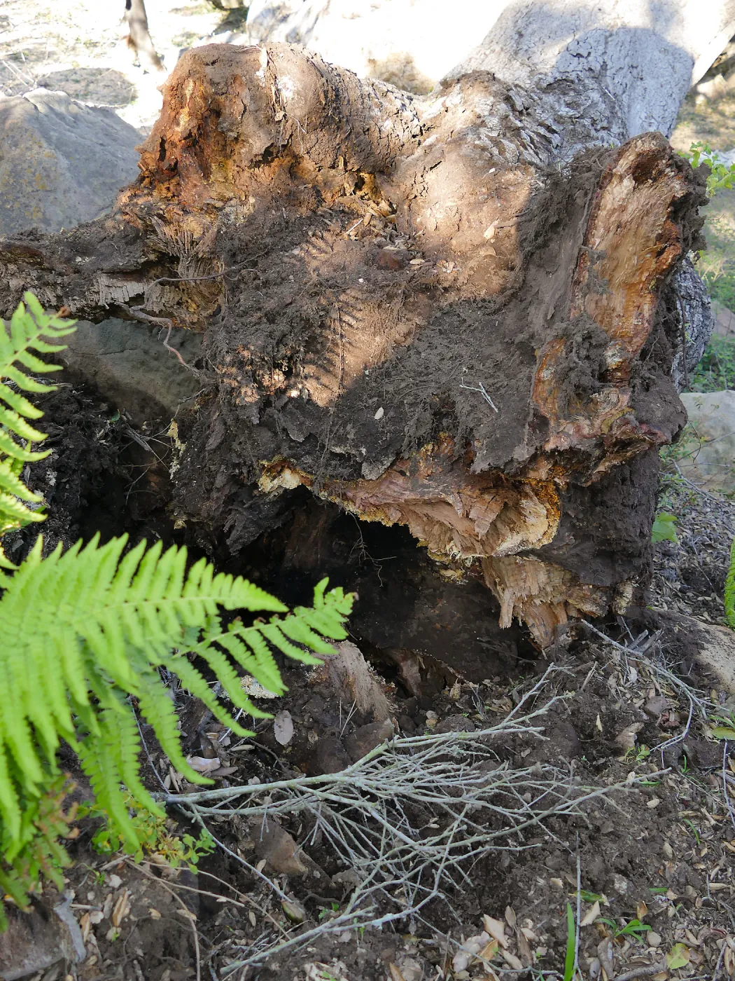 Broken trunk base of fallen oak (Coastal Live Oak) in Arroyo Section, just above the Tea House