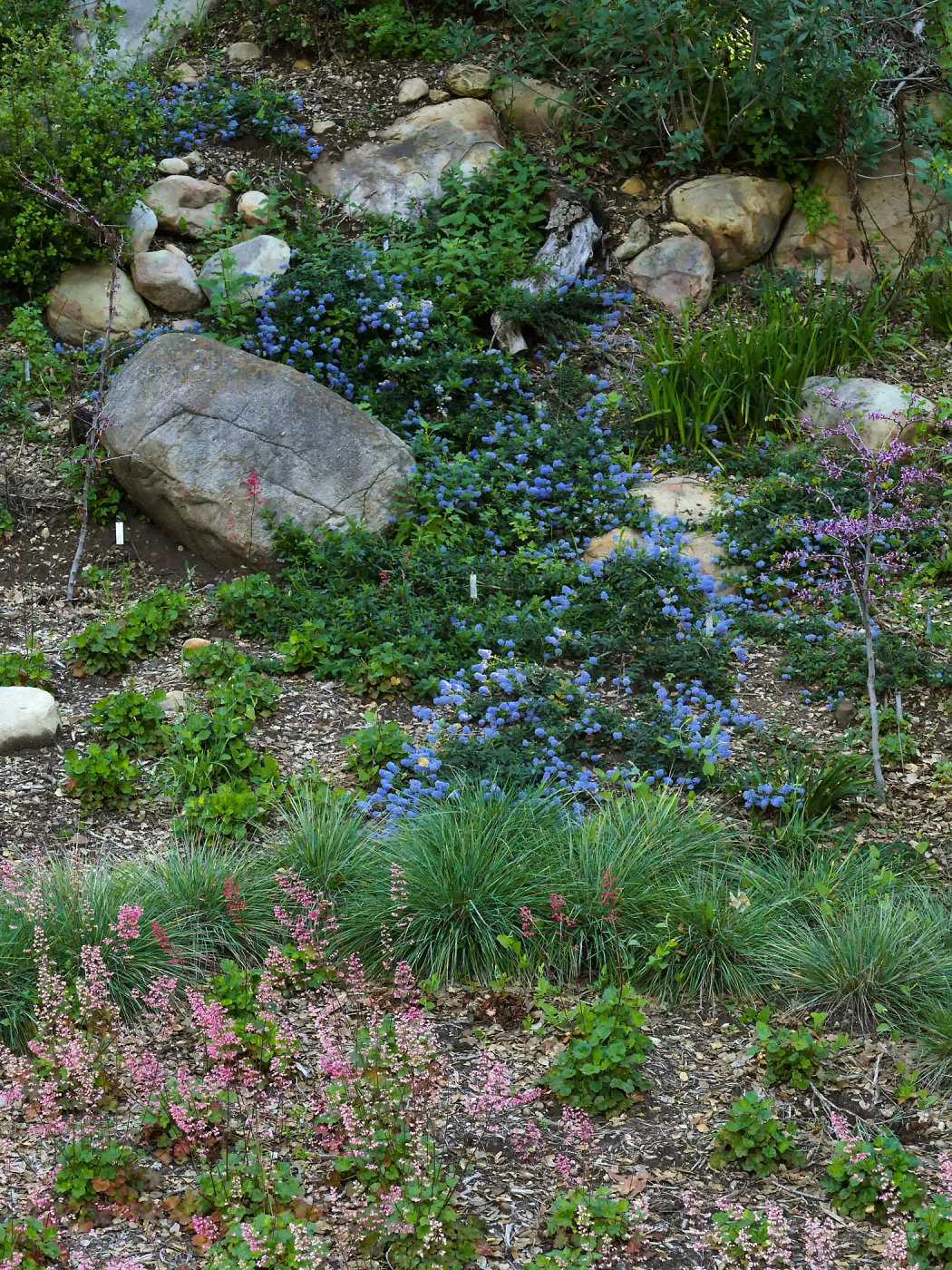 Ceanothus â€˜waterfall' in Wooded Dell