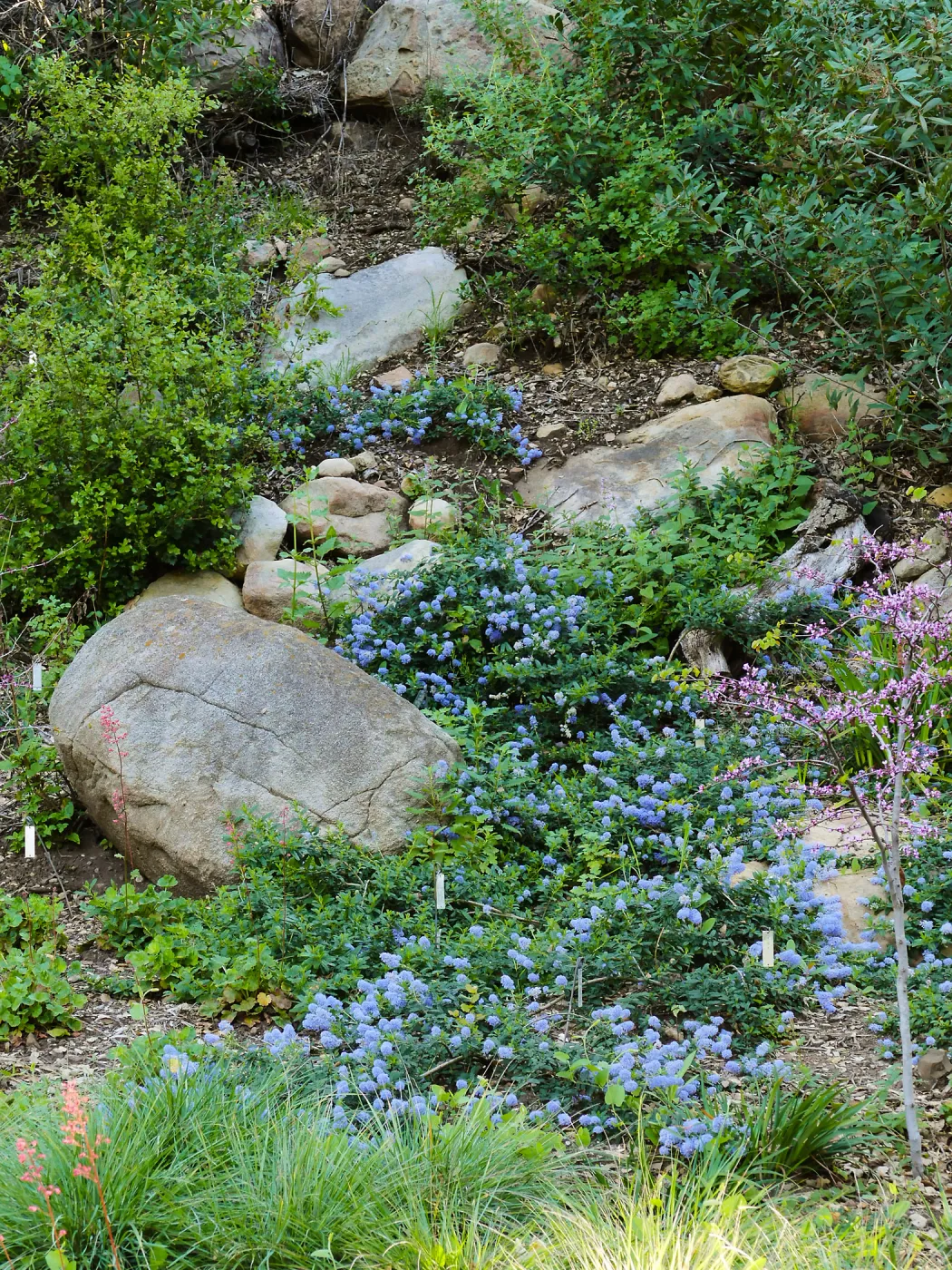 Ceanothus â€˜waterfall' in Wooded Dell