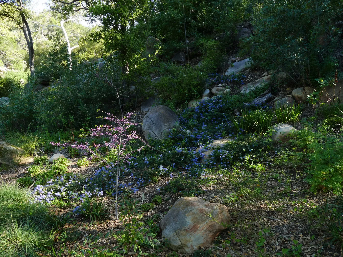 Ceanothus â€˜waterfall' in the Wooded Dell